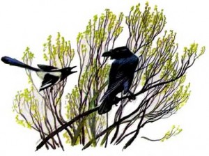 Ворон и сорока. Ушинский К.Д.